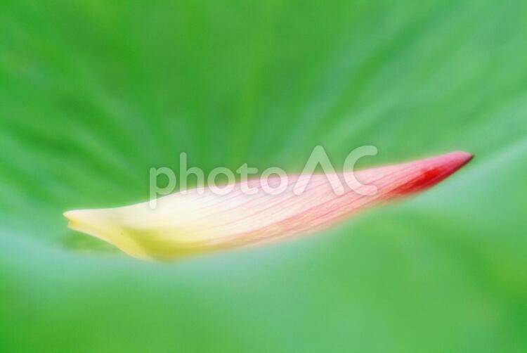 蓮の花びら_ソフトフォーカス_イメージ 花,背景,バックグラウンドの写真素材
