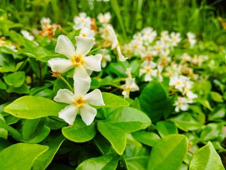 ジャスミン 花壇,園芸,ジャスミンの写真素材