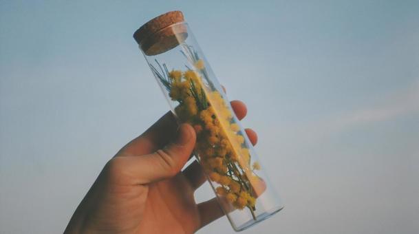 ミモザ ミモザの写真