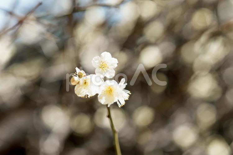 白い梅の花と玉ボケ 梅の花,梅,白いの写真素材