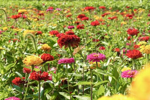満開の百日草 満開の百日草の写真