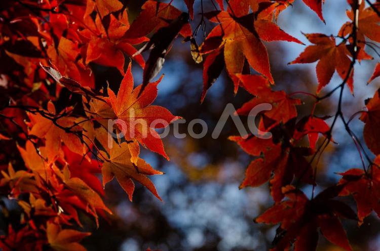 青空と紅葉 紅葉,もみじ,モミジの写真素材
