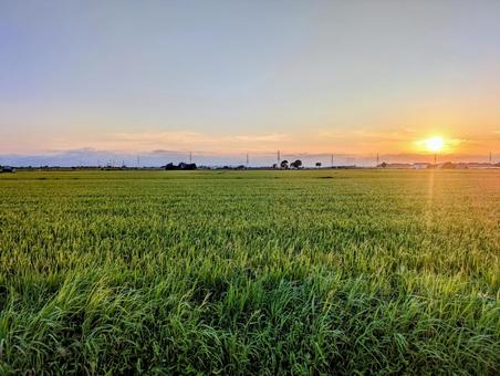 夕陽 夕陽 夕日,夕焼け,稲の写真素材