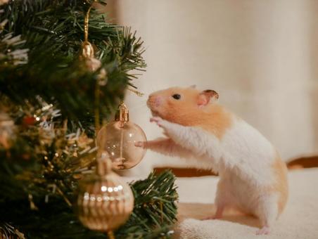 ハムスターのクリスマス クリスマス,メリークリスマス,12月の写真素材