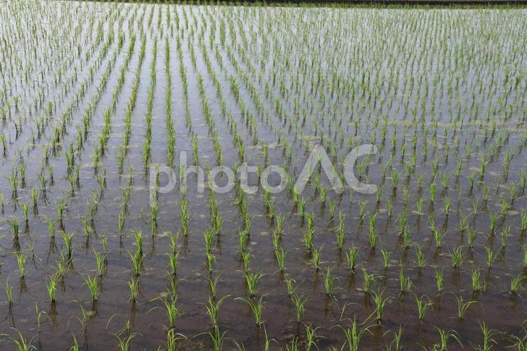 田園風景　13 田園風景,田園,田んぼの写真素材