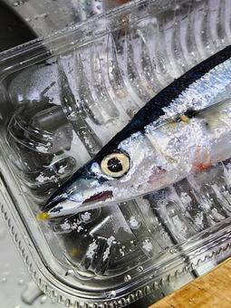 初物秋刀魚(生)3 初物秋刀魚(生)3の写真