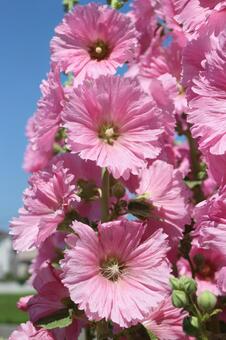 タチアオイ タチアオイの写真