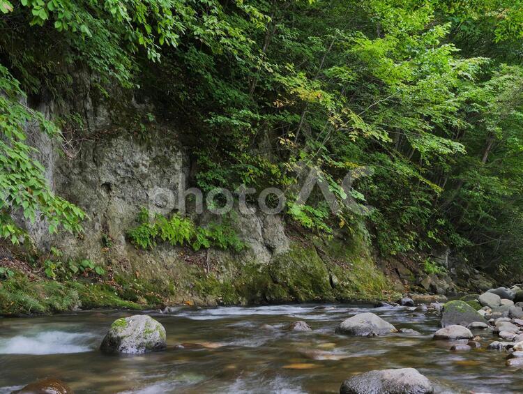 夏の渓流風景 川,渓流,森の写真素材