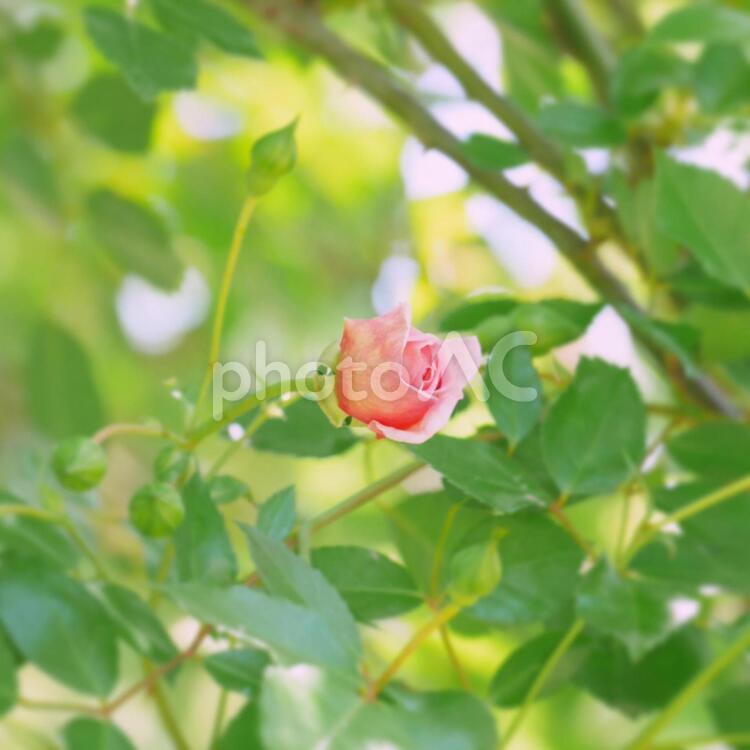 蕾から花へと 薔薇,ばら園,蕾の写真素材