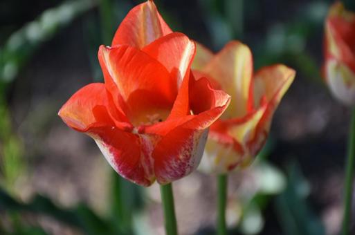 Orange tulips 2, JPG Orange tulips 2, JPG