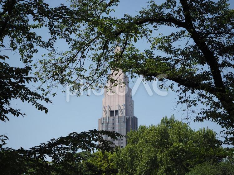 緑の広場　春・夏のイメージ 憩い,木陰,癒やしの写真素材