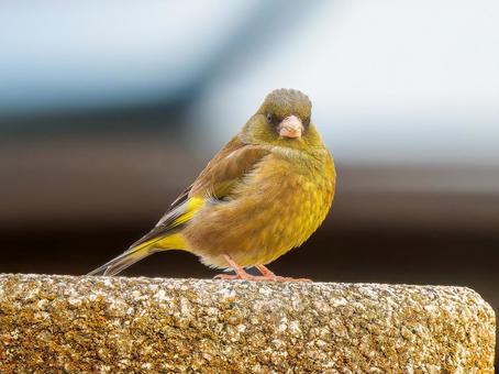 地面を歩くカワラヒワ カワラヒワ,野鳥,鳥の写真素材