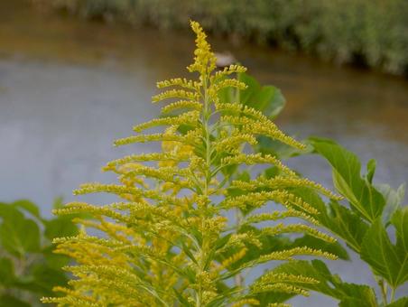 【花の写真】セイタカアワダチソウ 【花の写真】セイタカアワダチソウの写真