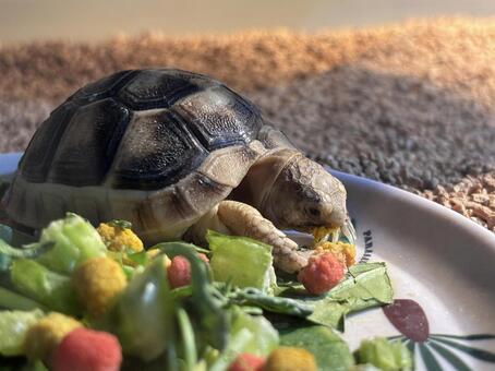 リクガメ リクガメ,陸亀,カメの写真素材