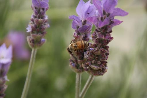 花とミツバチ 花とミツバチの写真