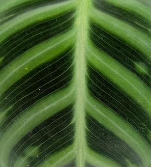 Photo, pattern, background, plant, 