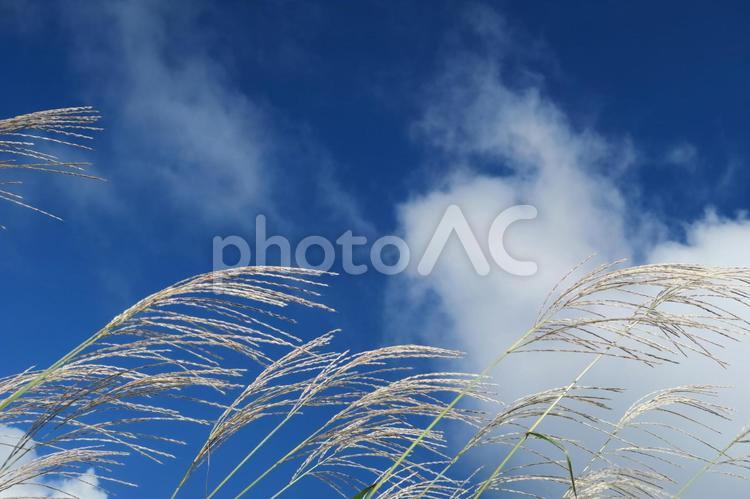 秋の空と風に揺れるススキ ススキ,秋,初秋の写真素材