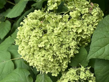 夏を迎えて、アジサイは終わる 夏を迎えて、アジサイは終わる あじさい,紫陽花,アジサイの写真素材