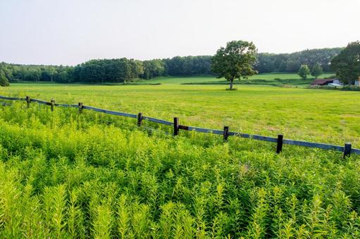 緑の絨毯、夏の牧場と一本の大樹 緑の絨毯、夏の牧場と一本の大樹 大樹,一本の樹,広がる草原の写真素材