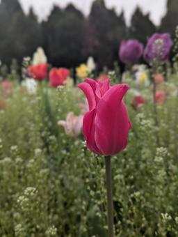 Tulips, JPG Tulips, JPG