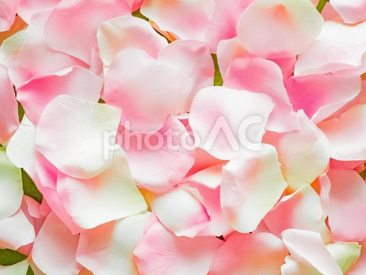花びらの絨毯 花びら,ピンク,敷き詰めるの写真素材