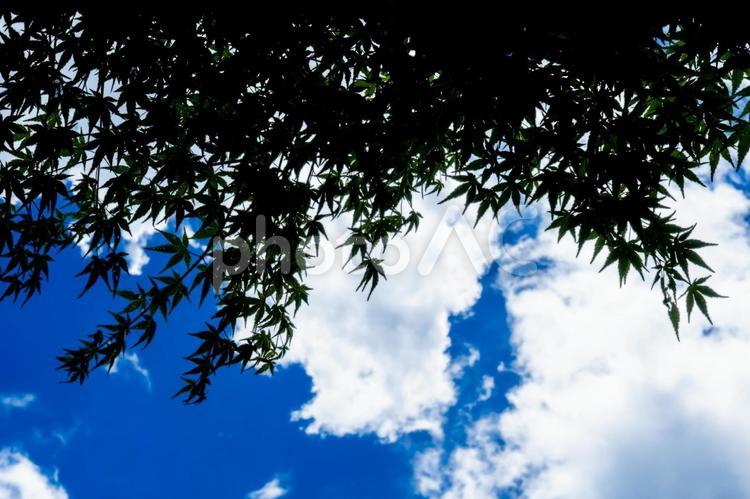 青空と紅葉のシルエット 紅葉,モミジ,夏空の写真素材