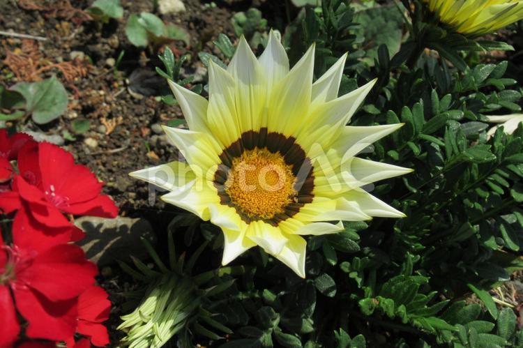 郊外の花壇に咲くガザニアの花 ガザニア,花,植物の写真素材