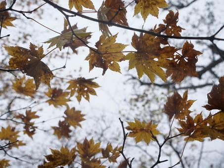 虫食い紅葉 紅葉,自然,植物の写真素材