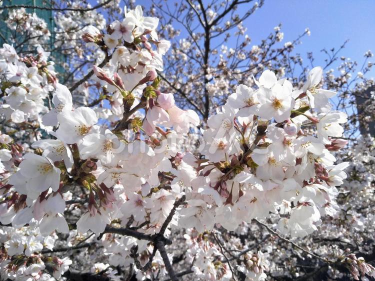 桜　さくら　八千代市　青空　お花見に！ 桜,さくら,八千代市の写真素材