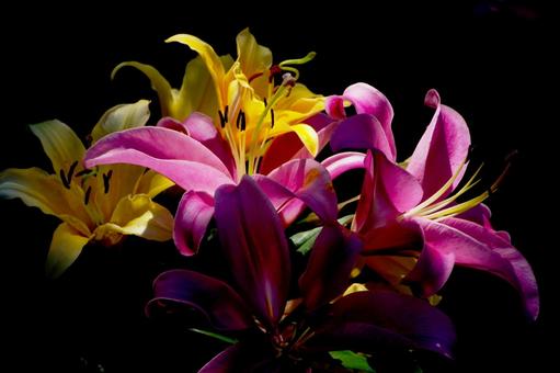 ユリの花 ユリ,花,スペースの写真素材