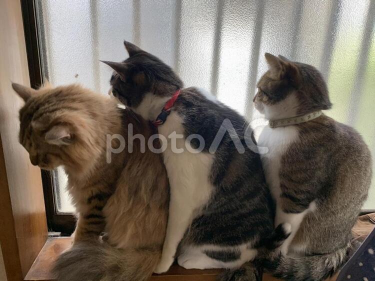 猫　複数 猫,子猫,ペットの写真素材