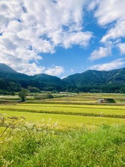 のどかな田園風景 縦 のどかな田園風景 縦 稲穂,秋,米の写真素材