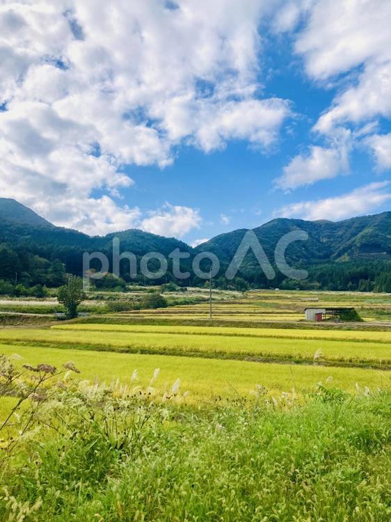 のどかな田園風景 縦 のどかな田園風景 縦 稲穂,秋,米の写真素材