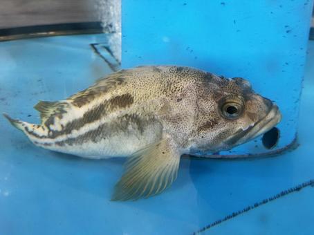 カサゴの写真