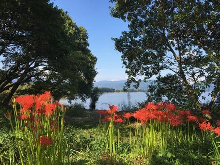 琵琶湖 彼岸花 琵琶湖 彼岸花の写真