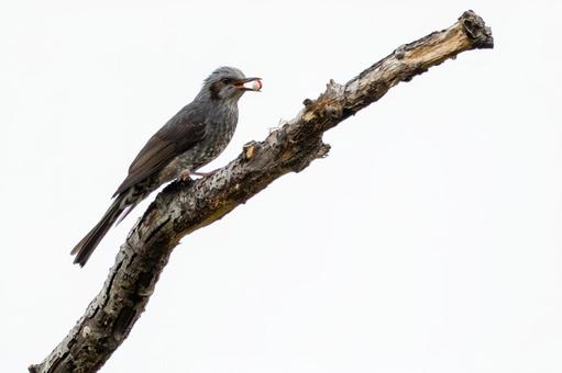 ヒヨドリ⑹の写真