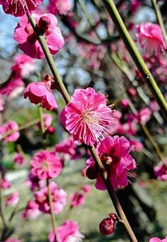 桃色 桃色,春,梅の写真素材