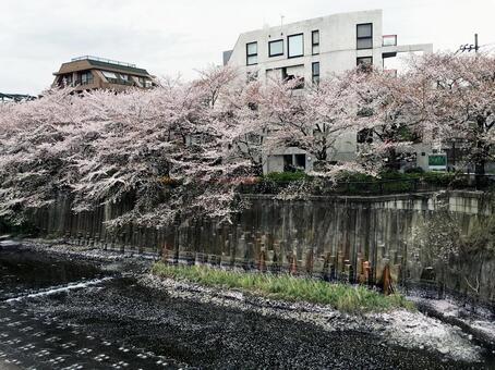 川面を流れる桜の花びら 川面を流れる桜の花びらの写真