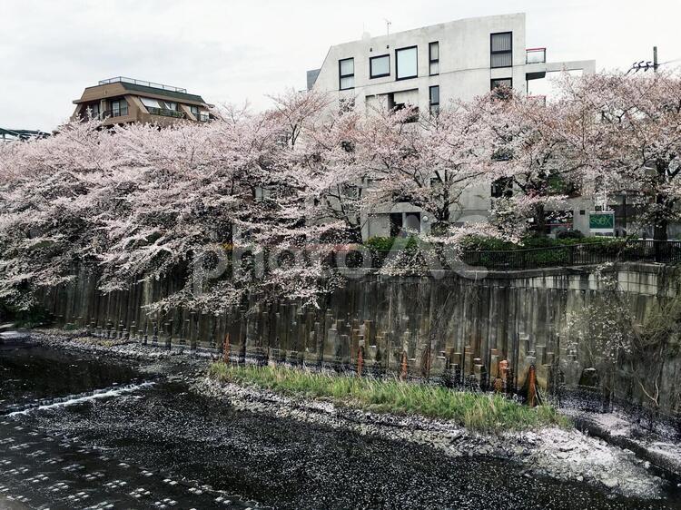 川面を流れる桜の花びら 花筏,桜,目黒川の写真素材