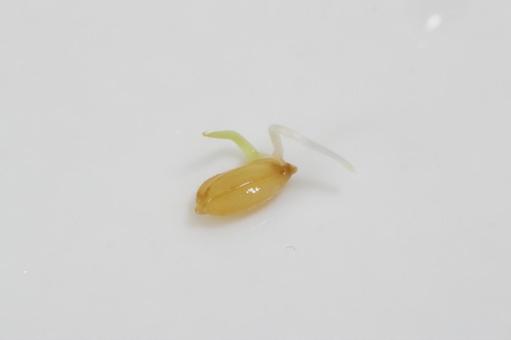 Photo, rice, germination, bud, 