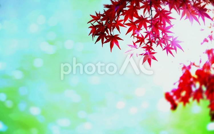 美しい赤い紅葉とキラキラな池の水面の背景 秋,紅葉,もみじの写真素材