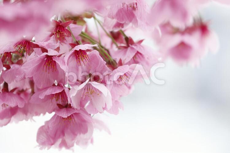 桜　ピンク　桃色　八重咲　密集　春の花 桜,八重桜,ピンクの写真素材