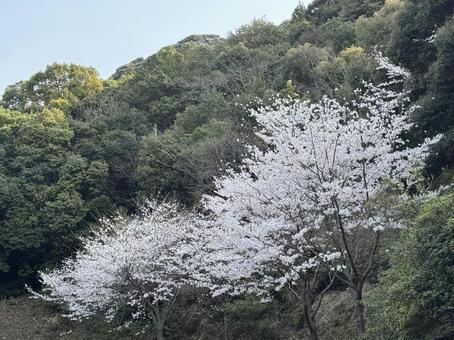 山桜 桜,桜並木,花見の写真素材