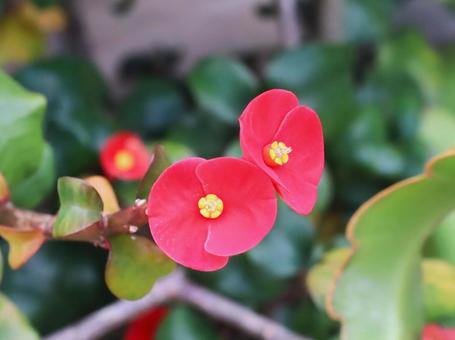 ハナキリン（花麒麟）の花 花麒麟,ハナキリン,花の写真素材