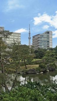 墨田区の庭園から見たスカイツリー 墨田区の庭園から見たスカイツリー 墨田区,旧安田庭園,庭園の写真素材