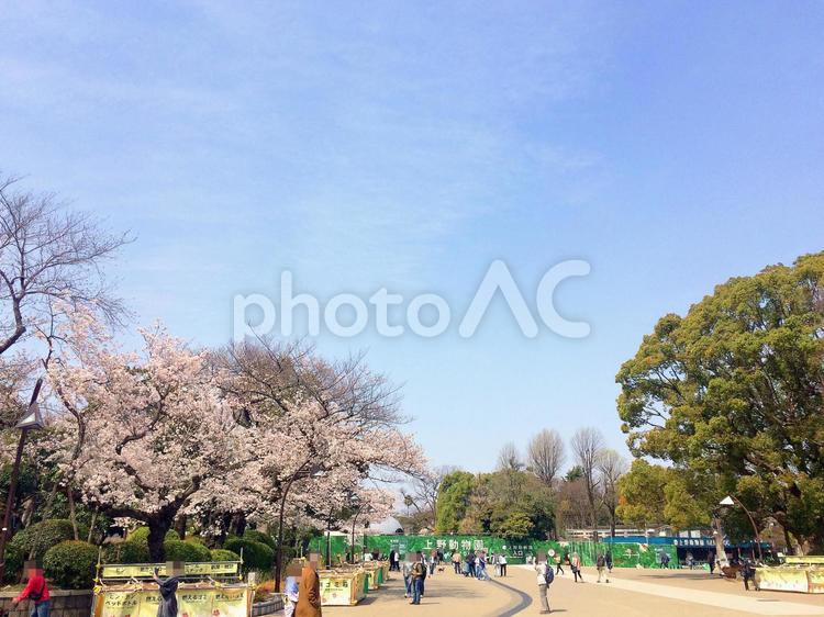 東京風景・上野公園 上野公園,上野恩賜公園,桜の写真素材