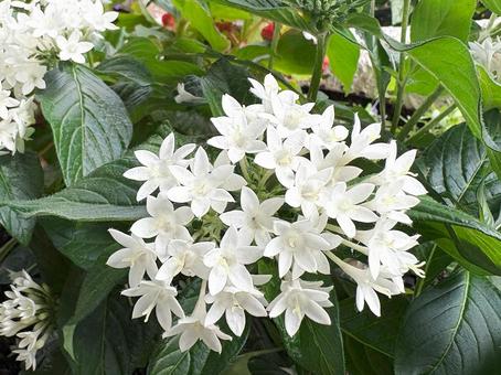 花壇に咲く白いペンタス 花壇に咲く白いペンタス ペンタス,花,植物の写真素材