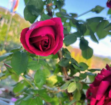 薔薇 花,薔薇,バラの写真素材