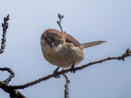 枝にとまるモズ・百舌鳥 モズ,百舌鳥,野鳥の写真素材