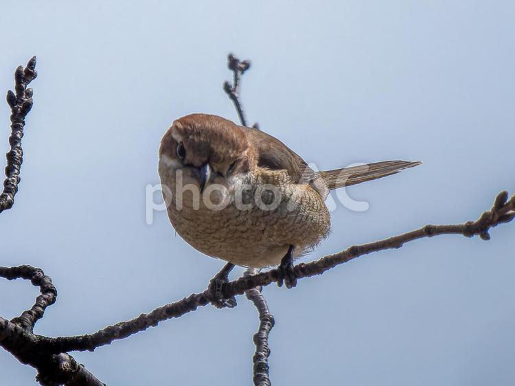 枝にとまるモズ・百舌鳥 モズ,百舌鳥,野鳥の写真素材